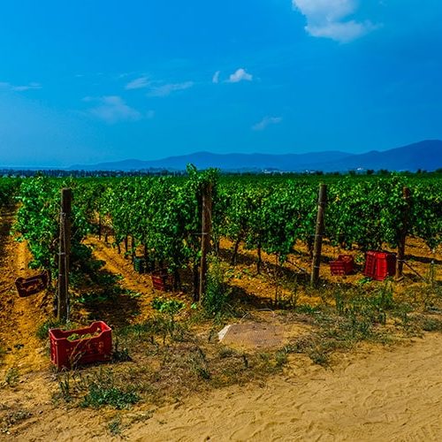 esperienza in vigna